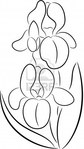 Превью 8420104-beautiful-illustration-of-a-iris-flowers-isolated (226x400, 21Kb)