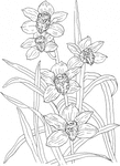 Превью cymbidium-rosanna-orchid-coloring-page (255x350, 44Kb)