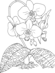 Превью phalaenopsis-schilleriana-or-tropical-rosy-moth-orchid (533x700, 77Kb)