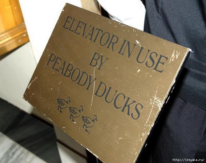 3925073_peabodyducks3 (700x556, 215Kb)