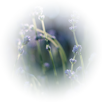 lavender_fields_by_fragilesimplicity (350x350, 209Kb)