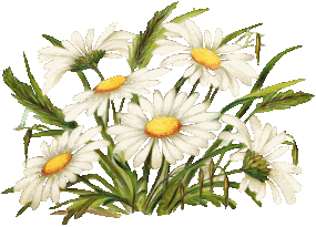 kvetiny_bile (10) (285x205, 25Kb)