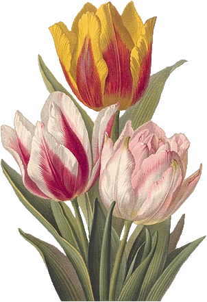 tulipan (11) (302x441, 68Kb)