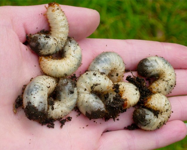 Vred_larva_Chafer_grub_20 (640x512, 80Kb)