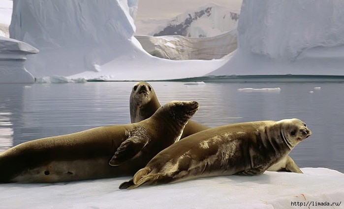 Sea-Lions-93500 (700x424, 138Kb)