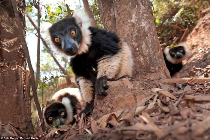 Прыгающие лемуры на острове Мадагаскар от Дэйла Морриса (Leaping lemurs photographed on the island of Madagascar by Dale Morris)