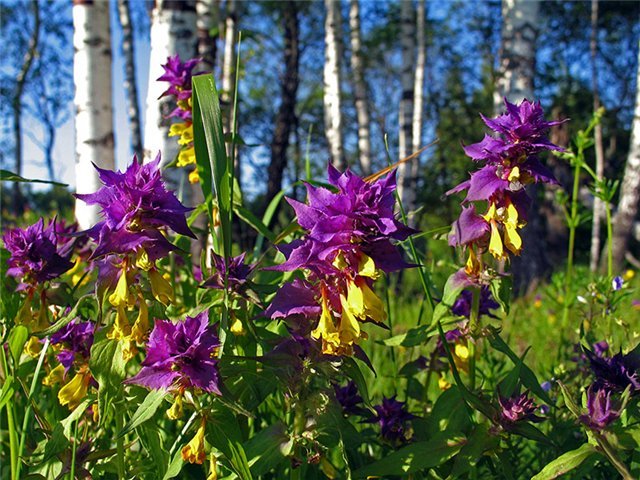 Цветок иван-да-марья: описание, свойства и применение растения