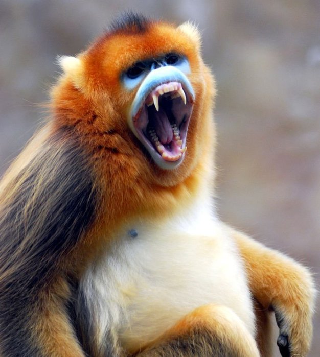 1223557145_golden_monkey_03 (626x700, 72Kb)