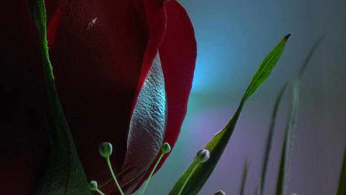 hq-wallpapers_ru_flower0x1080 (700x393, 216Kb)