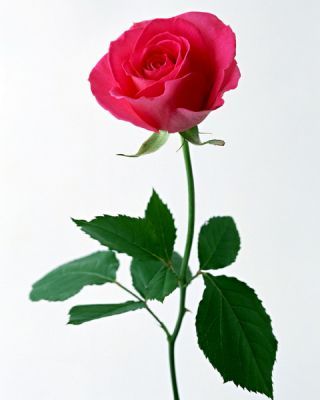 роза (120x200, 14Kb)