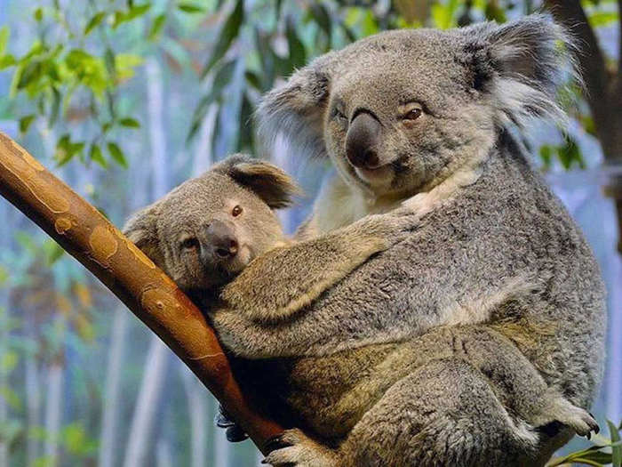 malenkij_koala (700x525, 66Kb)