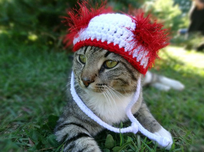Кошки в шляпах (Cats in hats)