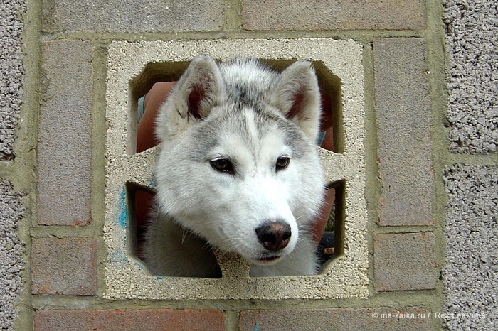 Животные в узком месте (Animals in a tight spot)