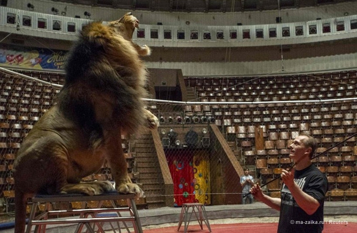 Танцы со львами: репетиция укротителя львов (Dances with lions: lion tamer rehearsals)/2270477_27 (700x456, 253Kb)