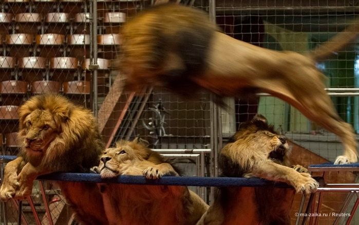 Танцы со львами: репетиция укротителя львов (Dances with lions: lion tamer rehearsals)/2270477_29 (700x438, 243Kb)