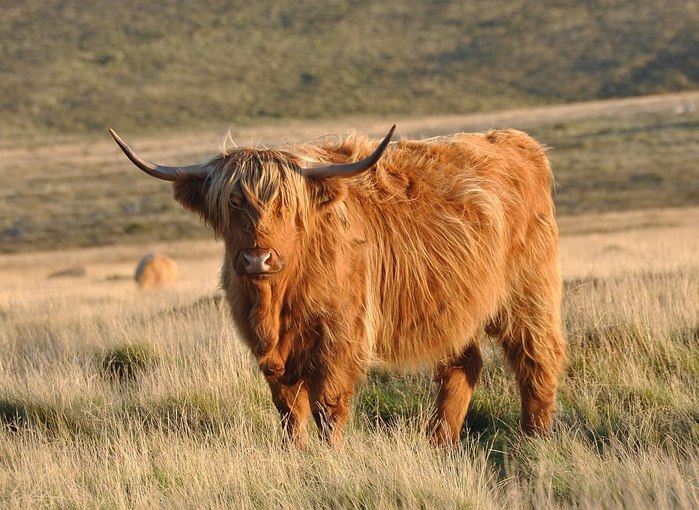 шотландские высокогорные коровы/4552399_shotlandskie_korovi_foto_1 (700x510, 106Kb)