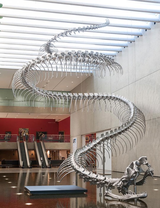 Скелет 53-метровой гигантской змеи