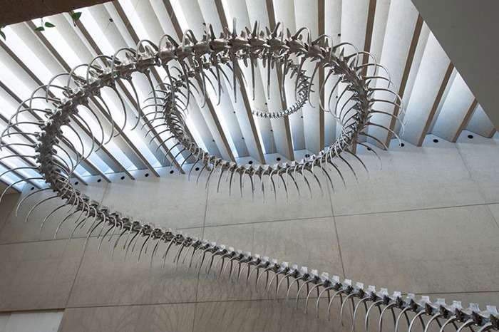 Скелет 53 метровой гигантской змеи