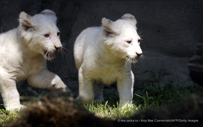 Фото животных за неделю - 7 июня 2013 (Animal photos of the week: 7 June 2013)