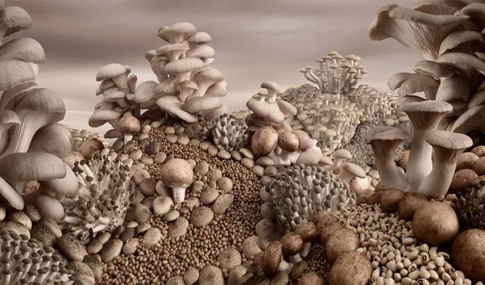 Mushroom-Landscape (700x411, 144Kb)