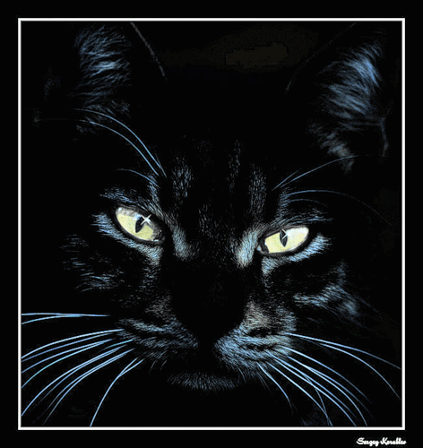 Черный кот. Черная кошка анимация. 101832899_817403