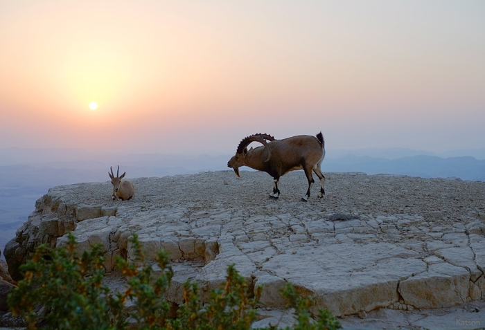 3453311_Mitzpe_Ramon_19 (700x477, 151Kb)