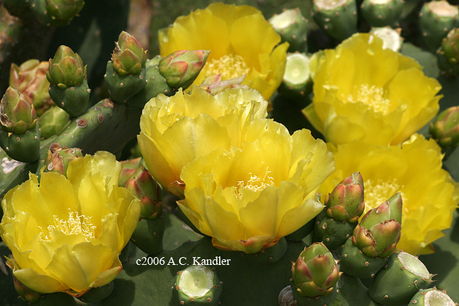 3453311_04_Prickly_Pear_Flowers (648x432, 280Kb)