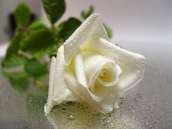 White Christmas Rose - . . .- .