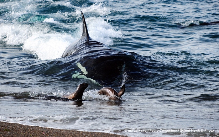 Картинки дня: 12 июня 2013 (Pictures of the day)