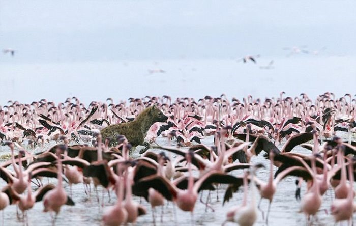 Как гиена охотится на фламинго