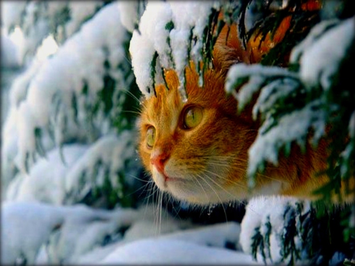 Winter_cats_winter (700x525, 229Kb)