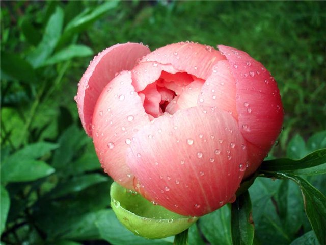 Расцвёл в саду любимый мой пион... колье- бусы - лососевый,розовый,нежно-персиковый