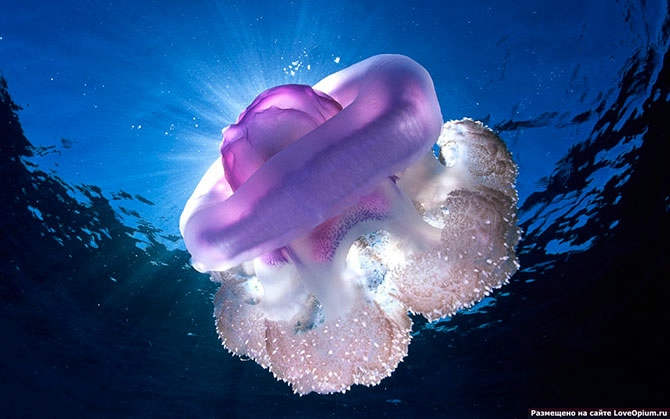 медузы фото (670x419, 143Kb)