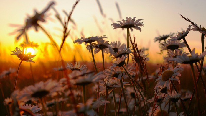 Daisies, Sunset, Nature, HD Wallpapers And Backgrounds