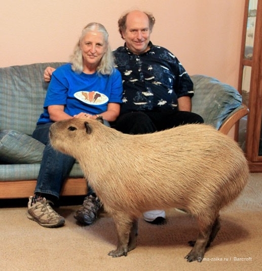 Крупнейшее животное из мира грызунов (World's largest pet rodent)