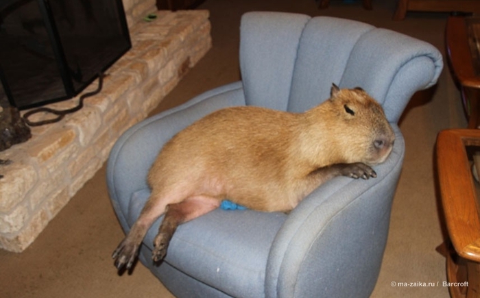 Крупнейшее животное из мира грызунов (World's largest pet rodent) Крупнейшее животное из мира грызунов (World's largest pet rodent)