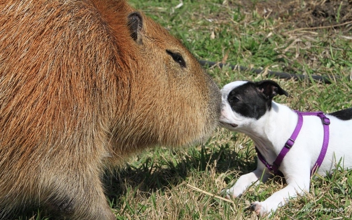 Крупнейшее животное из мира грызунов (World's largest pet rodent) Крупнейшее животное из мира грызунов (World's largest pet rodent)