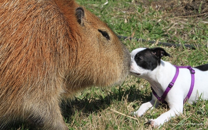 Крупнейшее животное из мира грызунов (World's largest pet rodent)