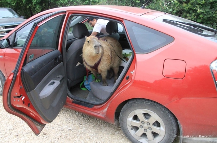 Крупнейшее животное из мира грызунов (World's largest pet rodent)