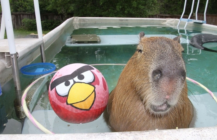 Крупнейшее животное из мира грызунов (World's largest pet rodent)