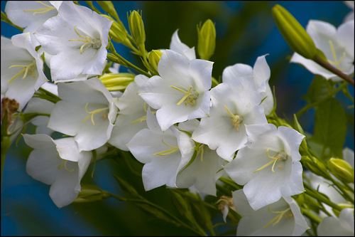 0_add68_a08038af_L (500x333, 65Kb)