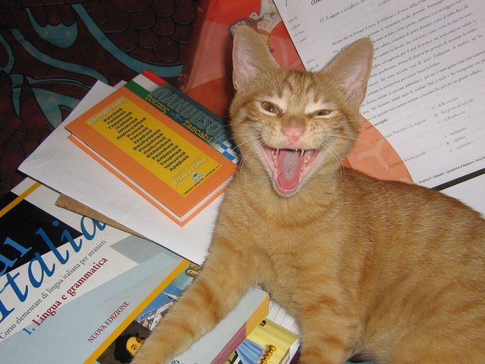 2052927_cats_who_are_so_excited_to_see_you_07 (700x525, 194Kb)