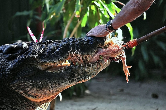 крокодил Кассиус Клей фото 4 (700x466, 276Kb)