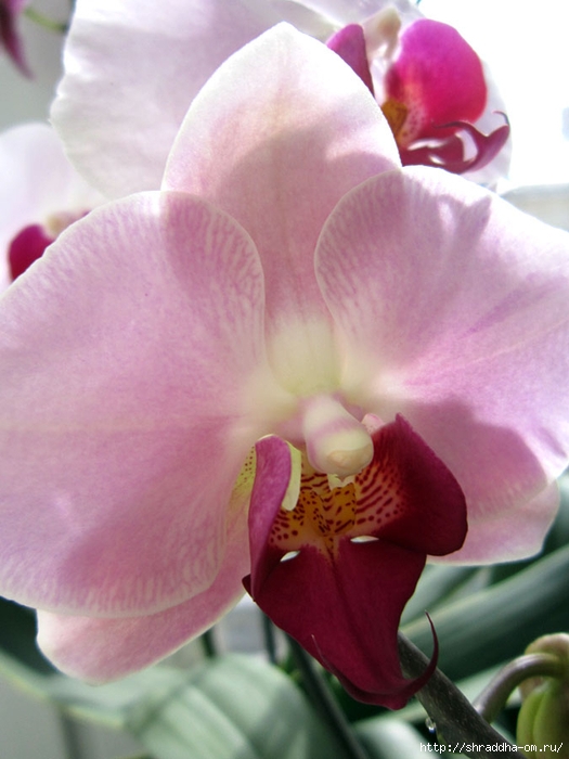 орхидеи домашние (3) (525x700, 218Kb)