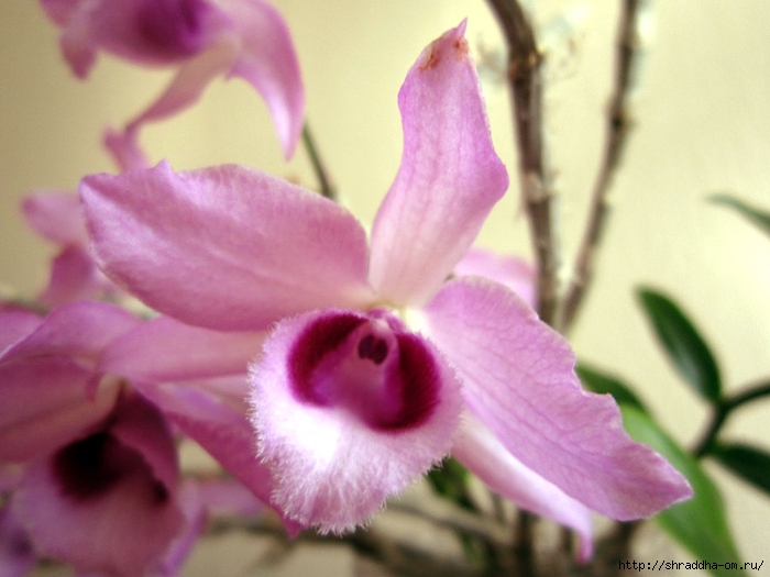 орхидеи домашние (11) (700x525, 218Kb)
