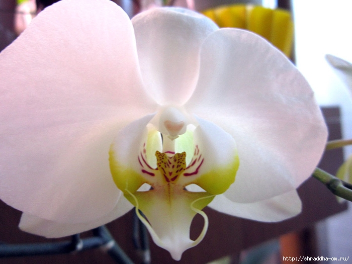 орхидеи домашние (14) (700x525, 217Kb)