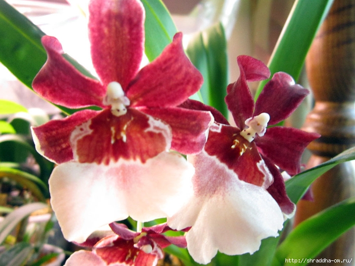 орхидеи домашние (17) (700x525, 266Kb)