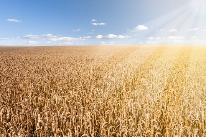  пшеничных полей
