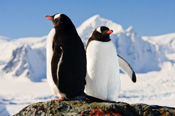 pingviny (600x400, 113Kb)