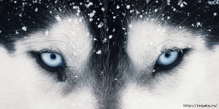 tim-flach-6 (700x350, 220Kb)